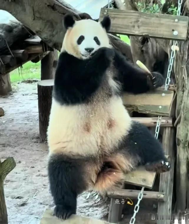 良月叉着腿坐在吊桥上吃竹笋，吃得可带劲儿了，大口大口的，好香啊！坐姿随意又霸气！