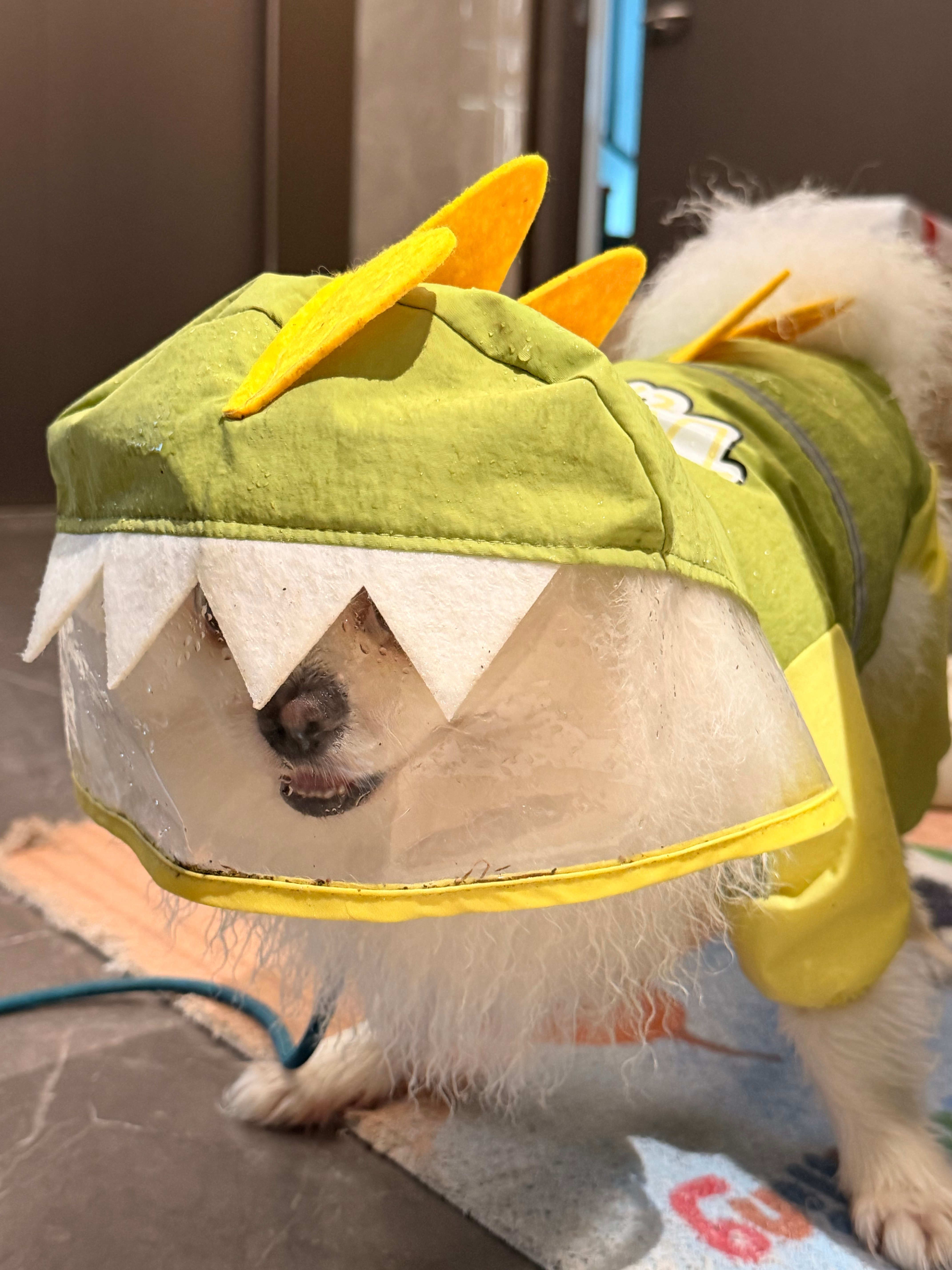 小狗雨衣定身术🦖萌萌萌萌萌萌萌 