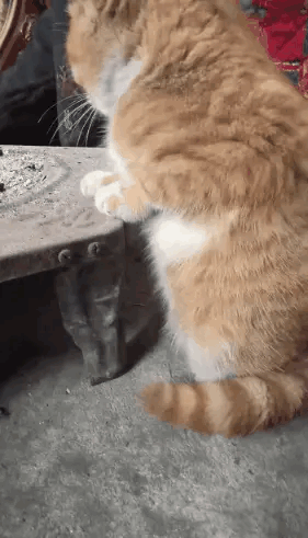 这只猫好认真烤火，感觉还在顺便听别人讲话，也是很八卦了[笑哭]