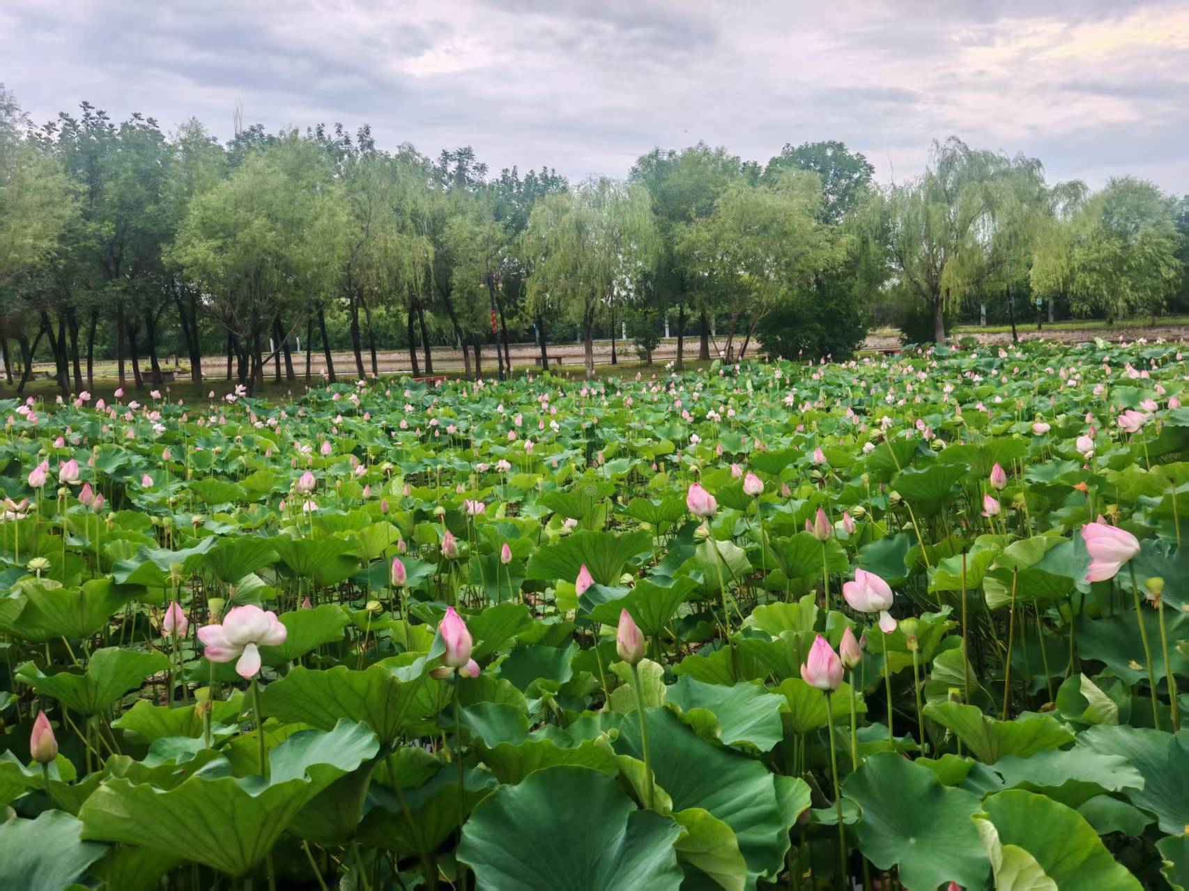 夏日荷花美 广州·广州天河汽车客运站