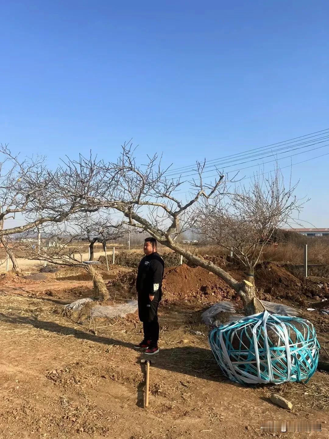 随拍山楂树山楂树