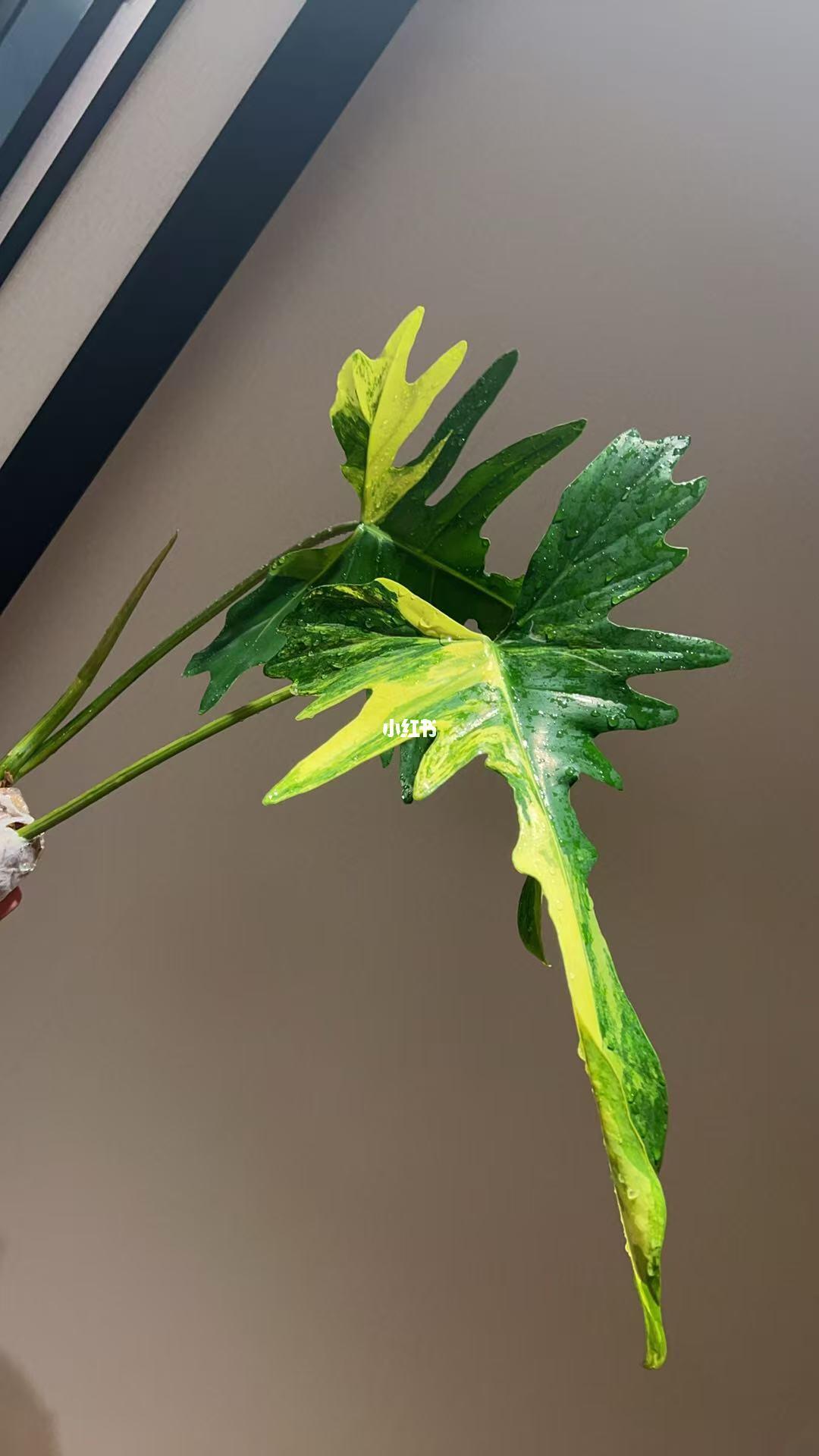 请养热植的宝宝们安利一下蔓绿绒吧