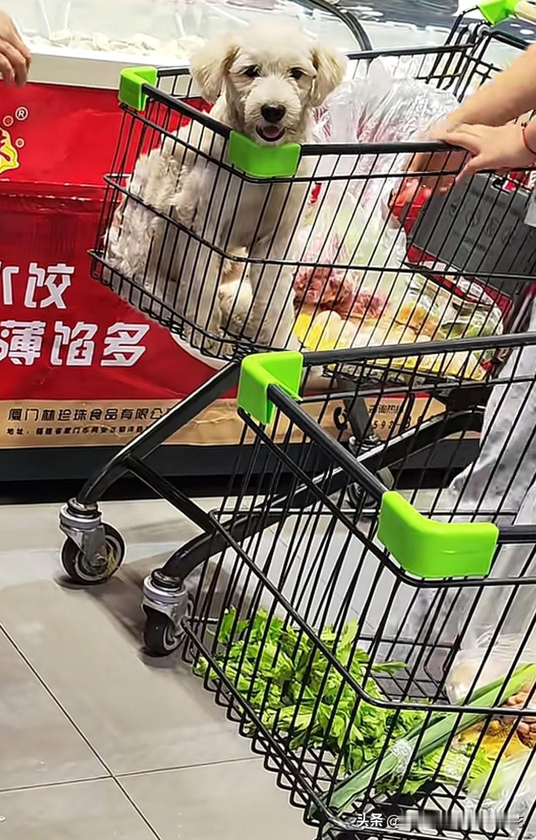 广东佛山招北公园的一家超市允许狗上购物车，别人放的是放的是芹菜，你放的是狗，这画