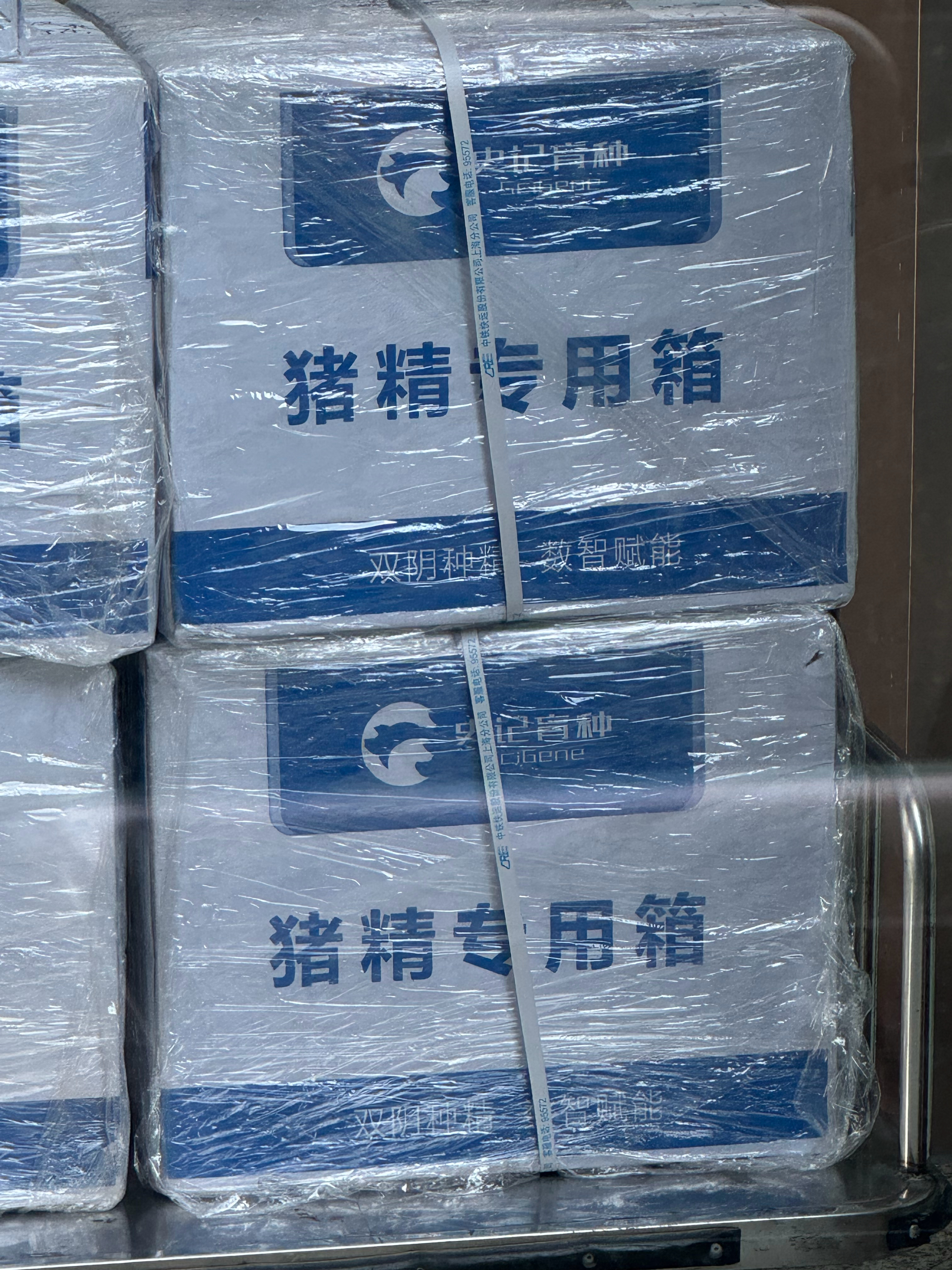 哈哈哈猪精 