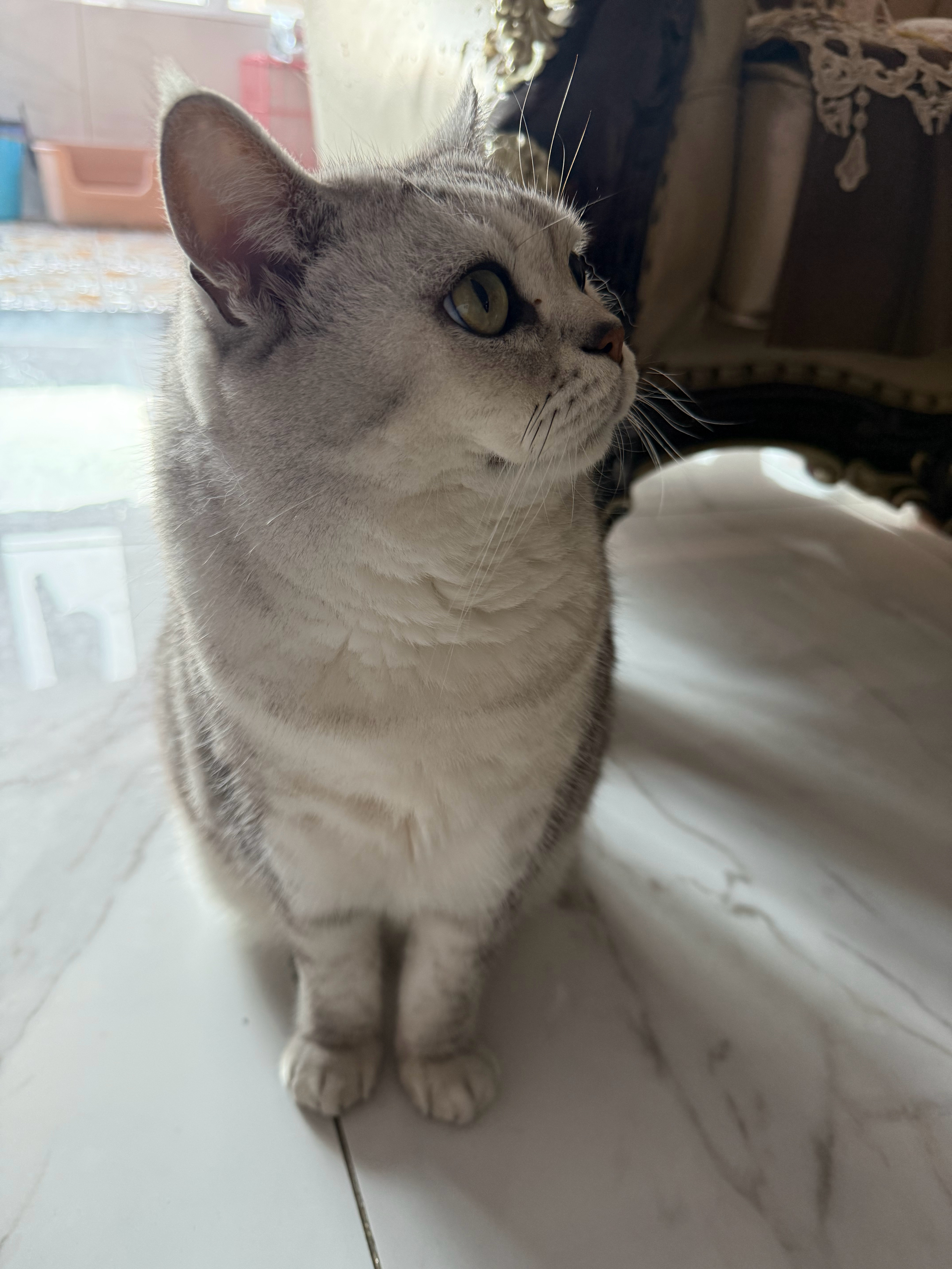 跟着梓渝一起晒晒我家的小猫咪 