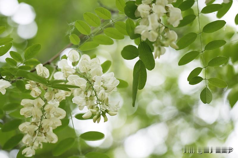 退休后的朋友们和我，非常喜欢去郊区野地里挖野菜。

春天摘槐花，蒸槐花拌土豆丸子