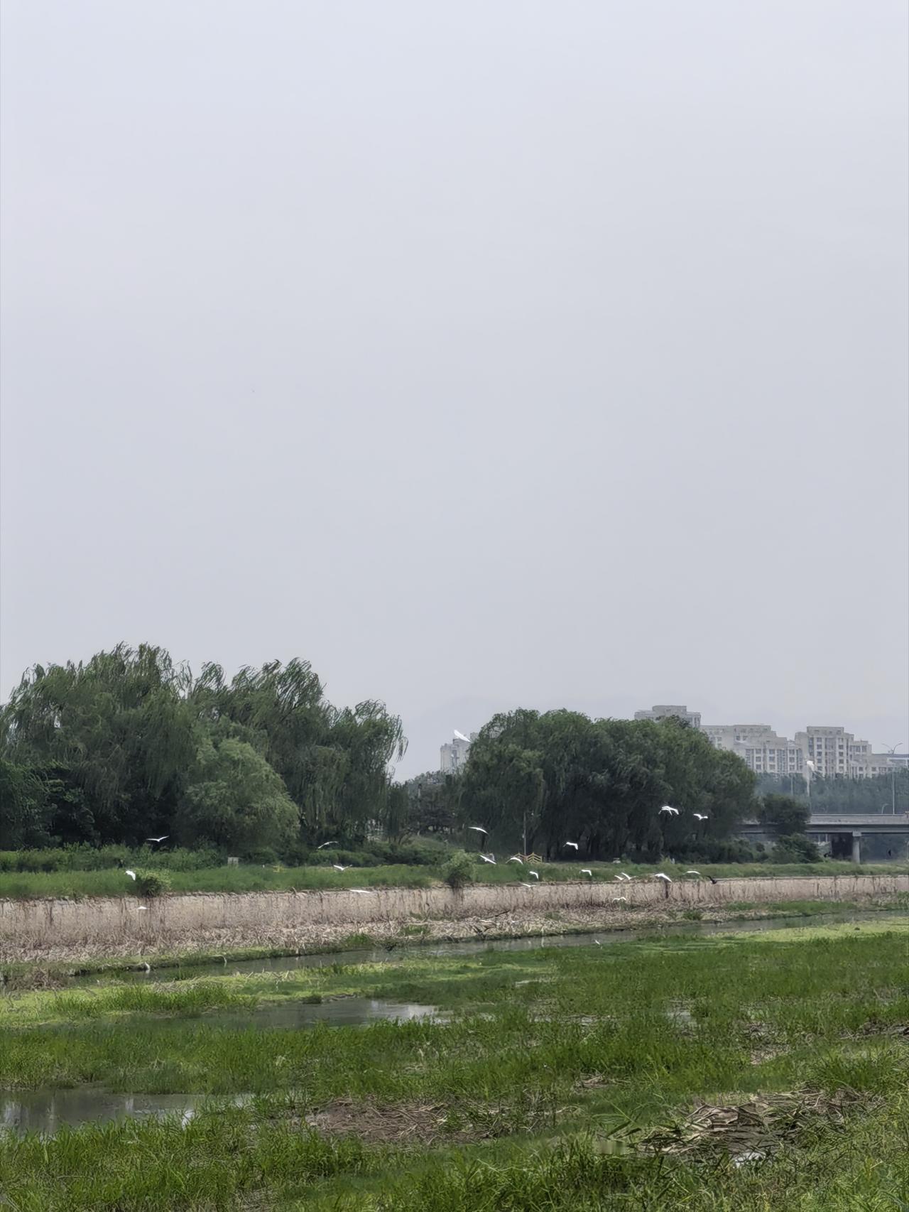 遇见“老朋友白露”
上午去洳河遛弯，走着走着又遇见了“老朋友白露”，只见一群白露