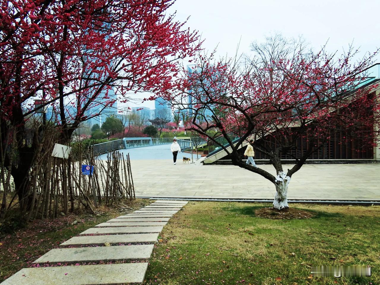 漫步梅花树下，享受春日暖阳🌸鄞州公园