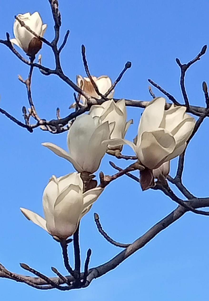 多数企业的缴费档次为60%，公务员的缴费档次则在100%以上。并且，企业实行自负