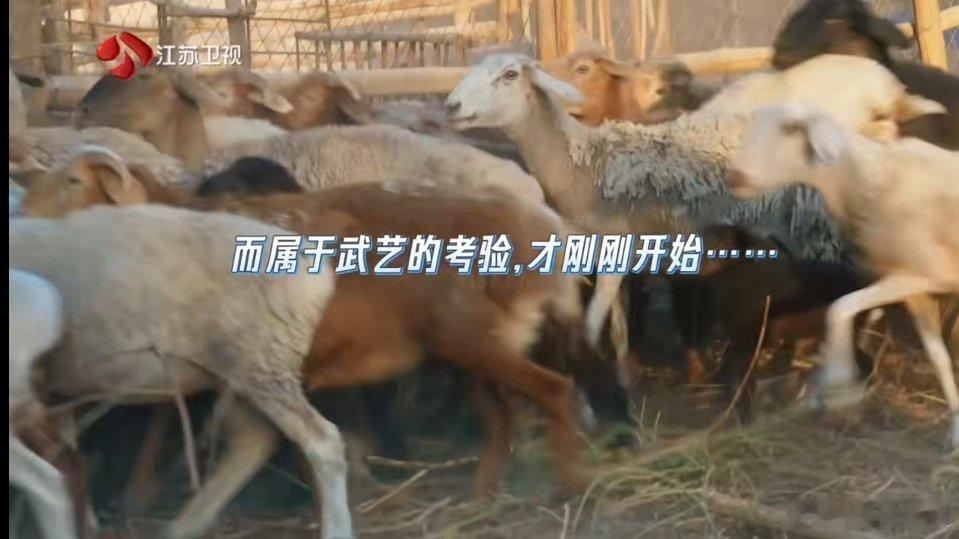 #何广智武艺很忙但不知道在忙啥# 我真的会被武艺何广智笑死，抓羊主打一个“广”说