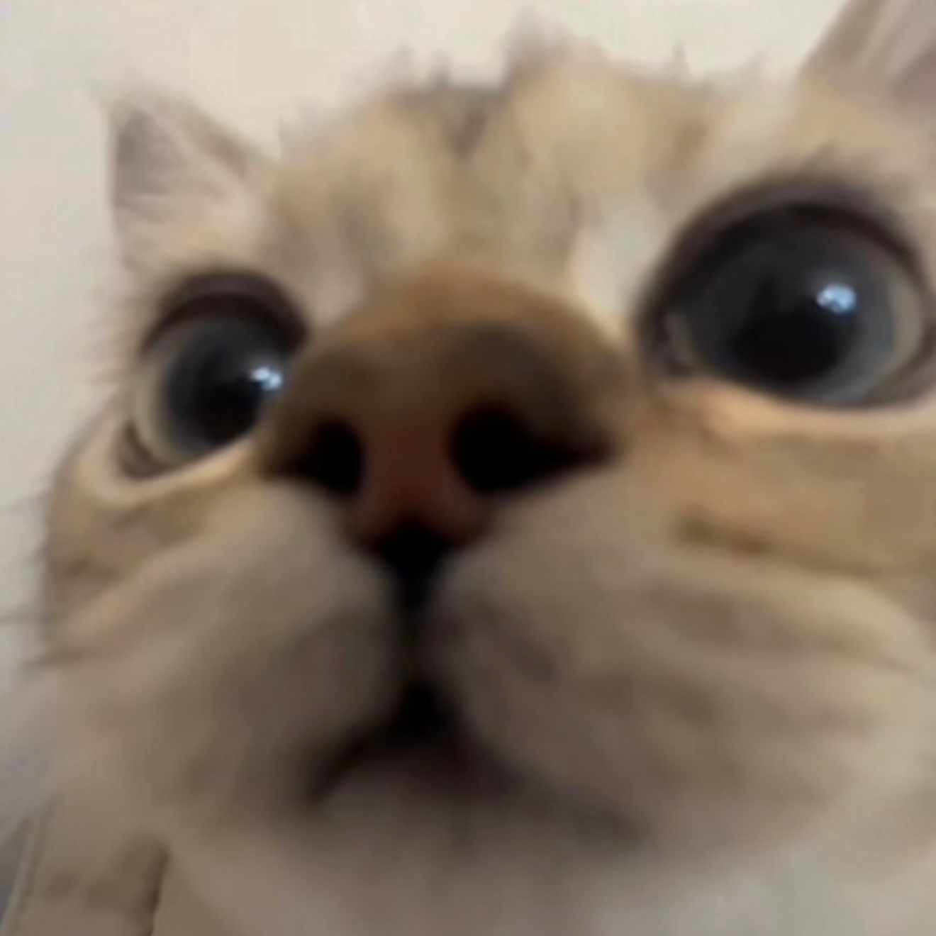 哈喽呀 