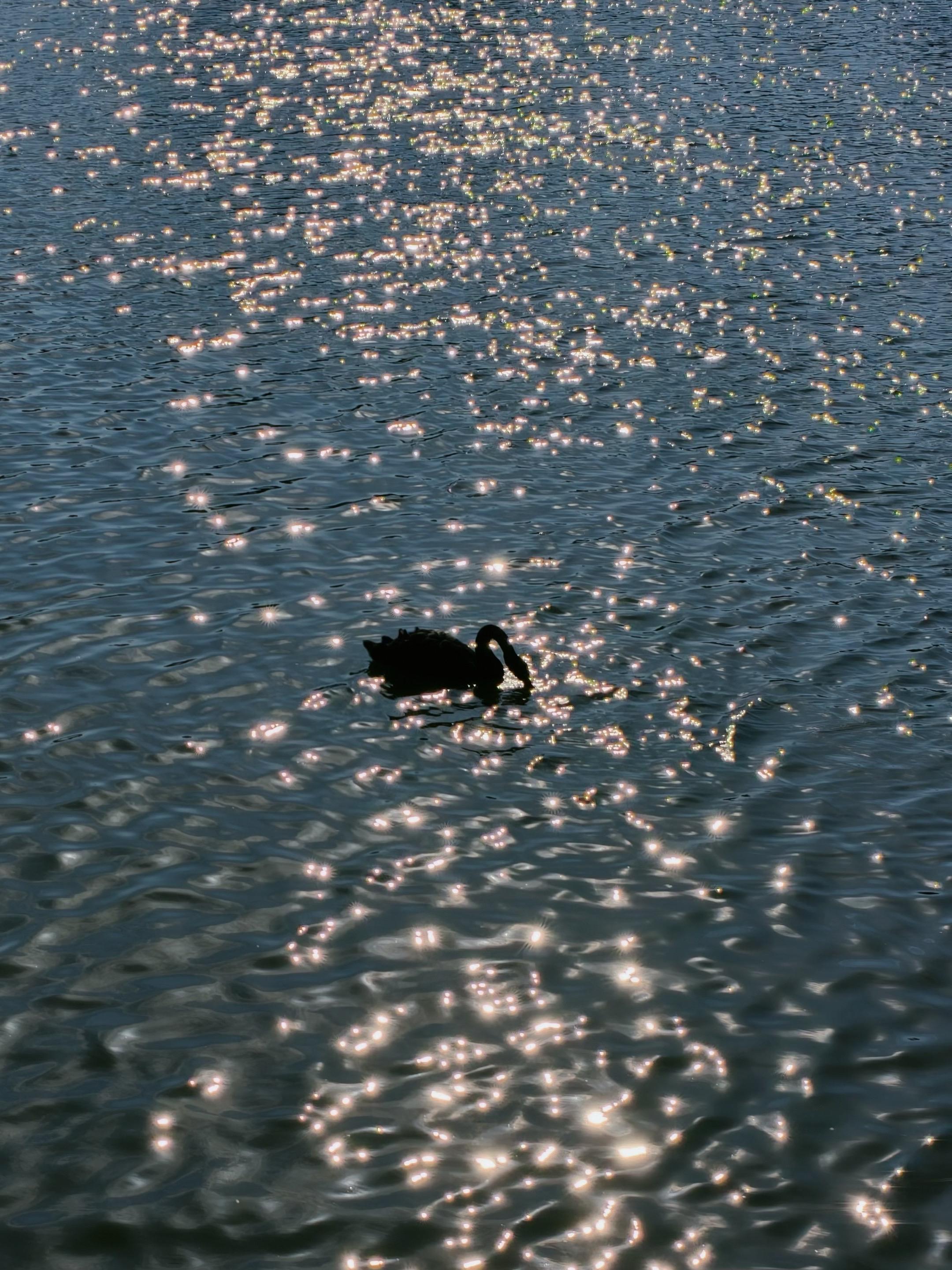 🌅波光粼粼的治愈时刻 ✨无滤镜实拍！傍晚的湖面会发光 👉 下午五点...