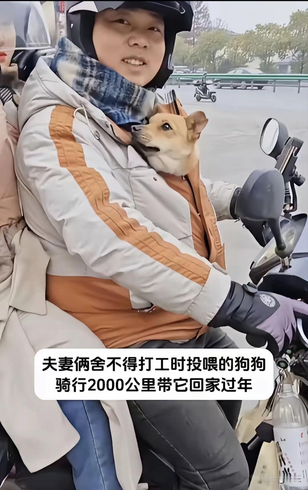 泪目了！一对在外打工的夫妻，偶然间遇到了一只流浪狗，善良的他们就一直投喂它。狗狗