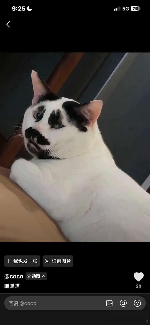 49734【丑猫】好丑。。 