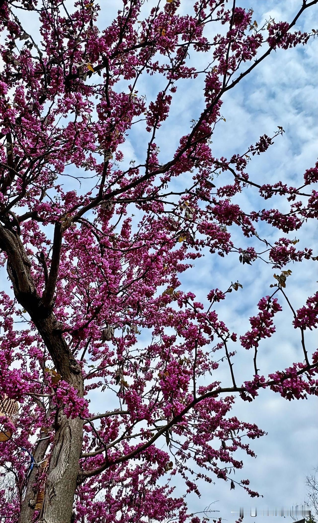 好多人去旅游还是公园玩，看到好的风景都会拿手机拍下来，是为了留下记忆随拍公园花草