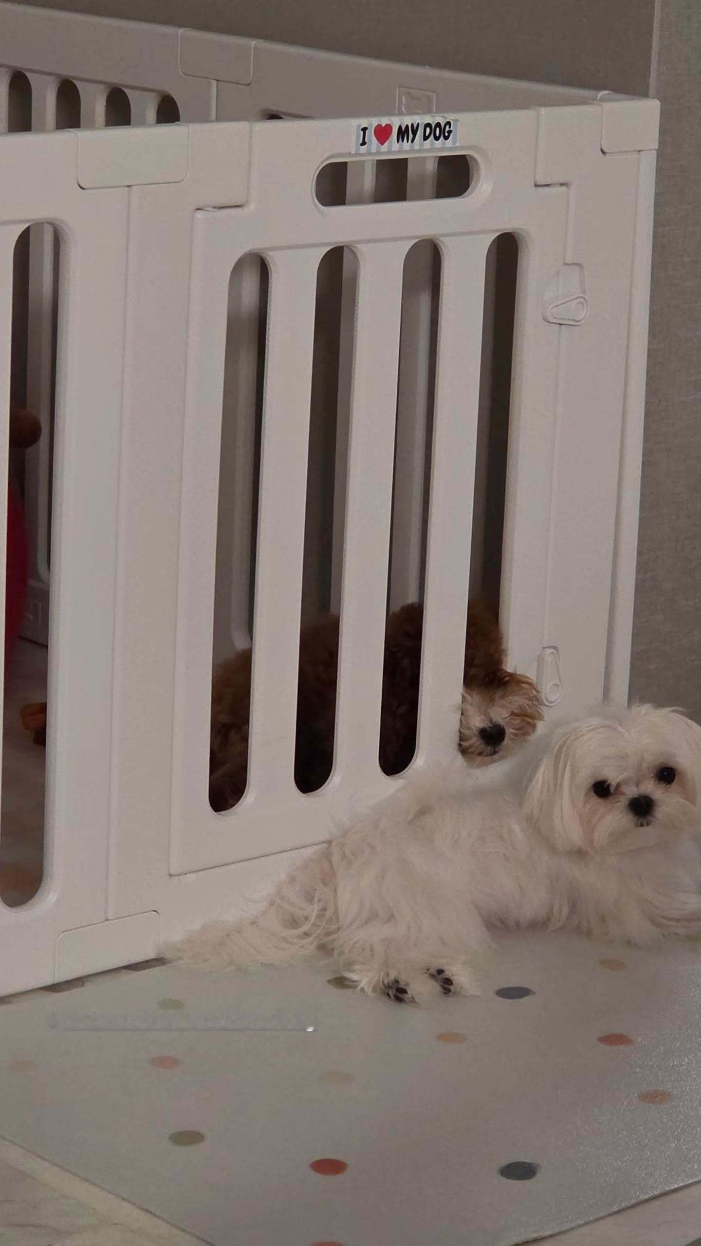 EnjoyJune🐈⬛🐶enjoyjune 小dollar和darling?
