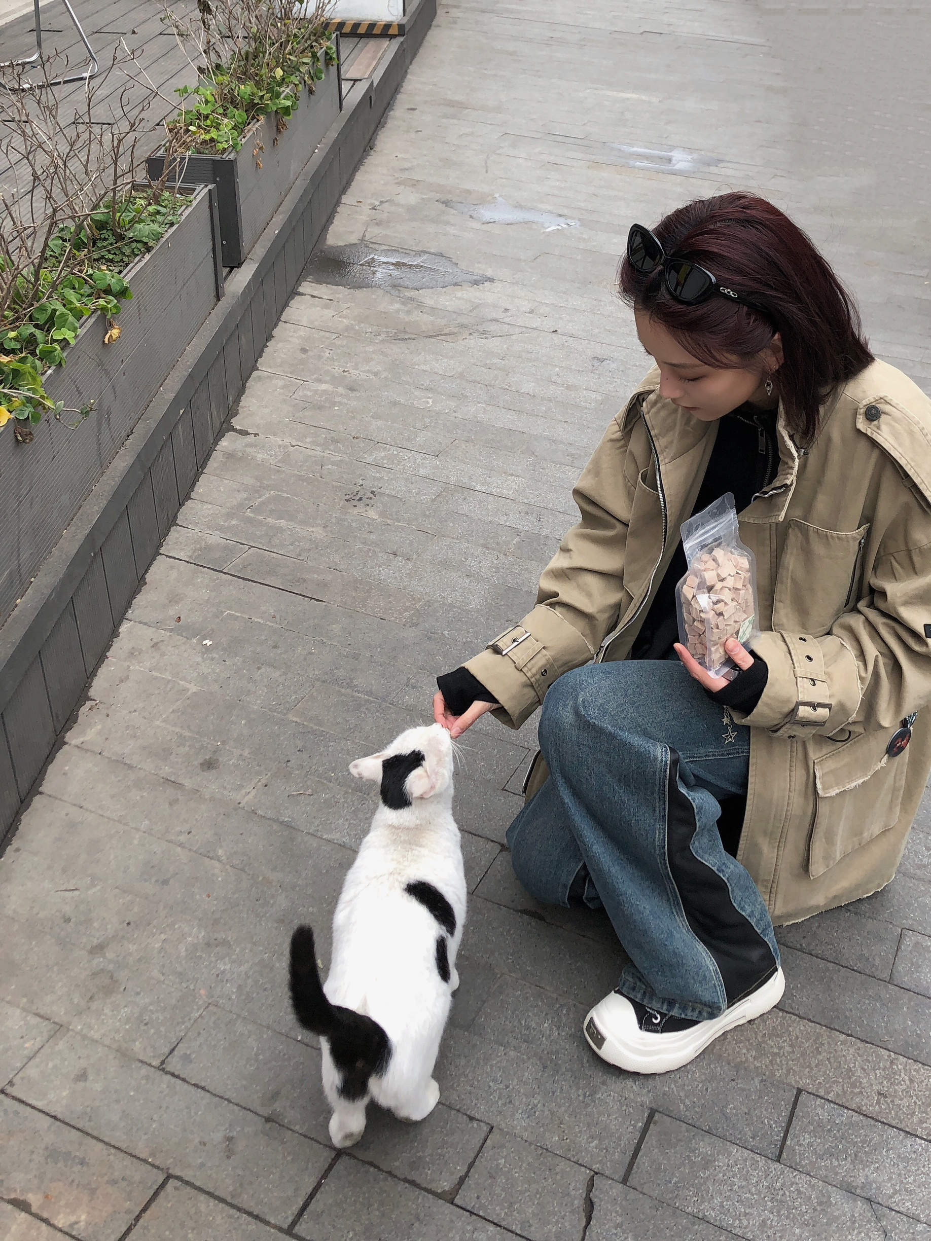 遇见了小猫和鸽子耶 