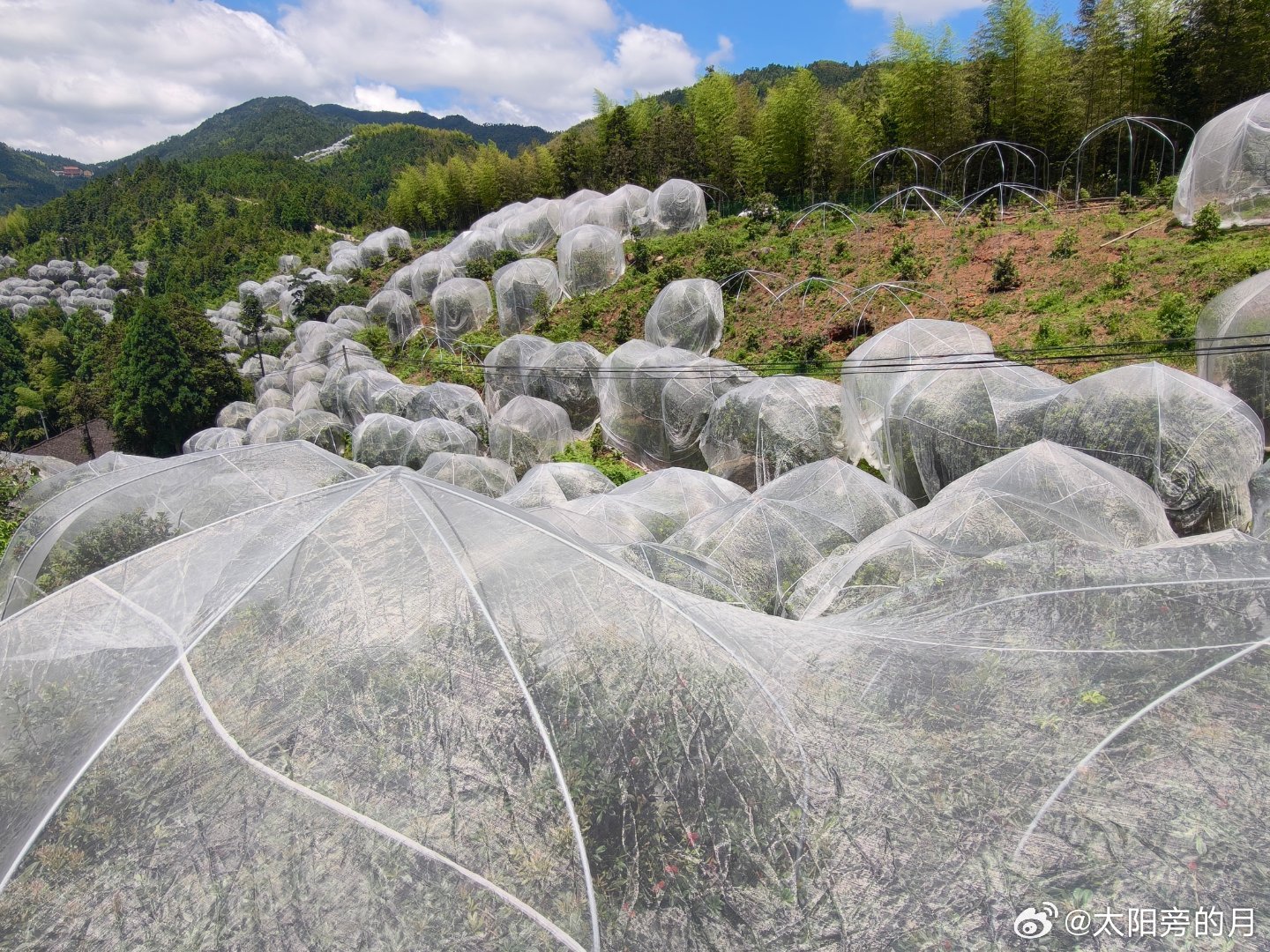 黄岩 满山杨梅 