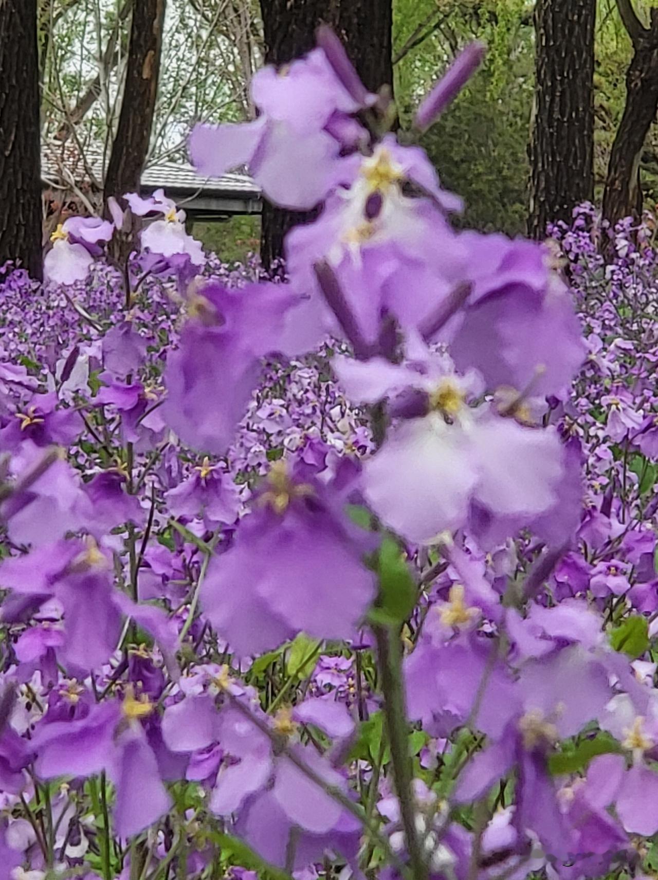 随手拍下美丽的花朵。晨光里，它们低垂着头，像在倾听大地的秘密。风来时，整片花海泛
