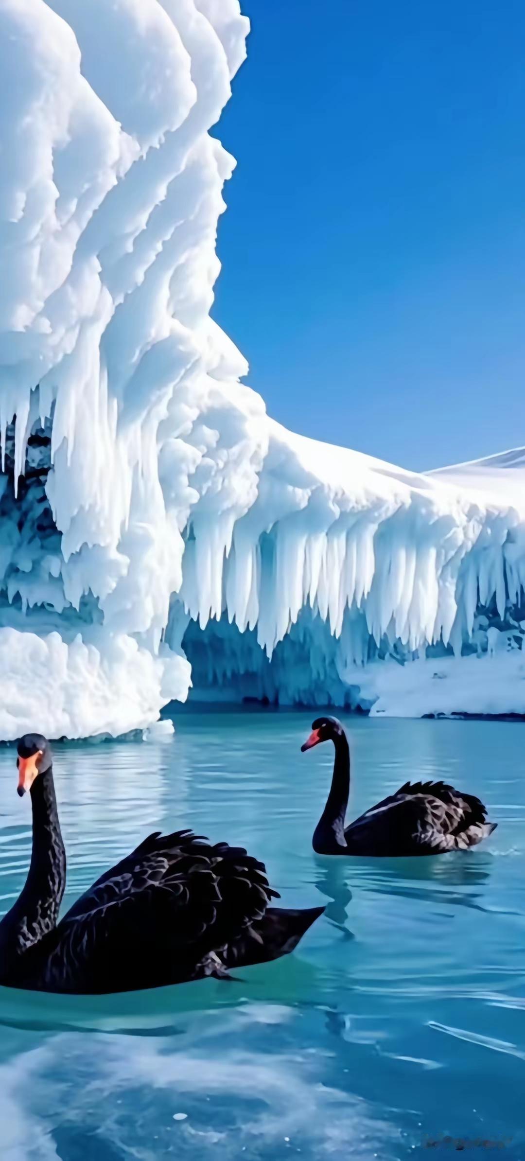 冰天雪地里的黑天鹅，美得令人窒息！🌨️🦢