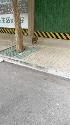 聪明的流浪狗，懂得给自己找一个主人。