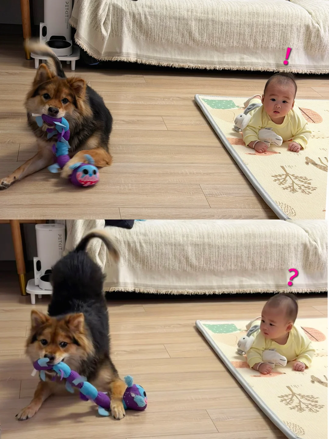 怪不得都说开智前当狗养呢