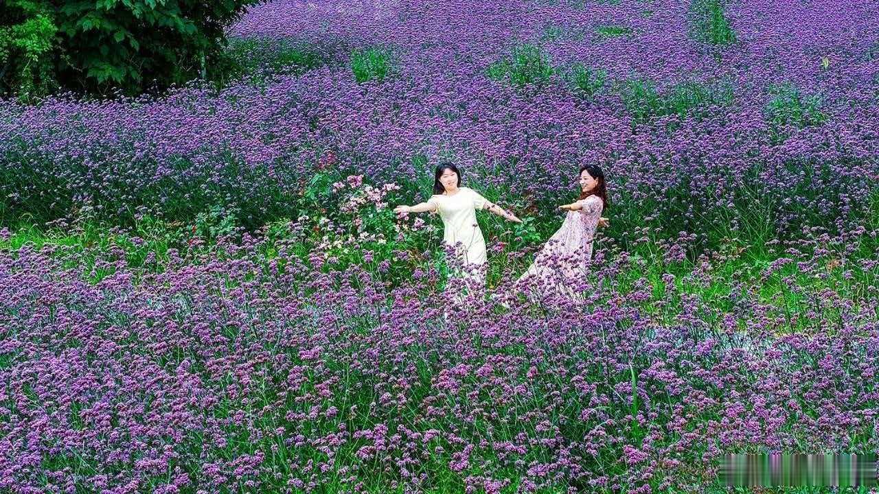 在新洲邾城，白鹭洲大街藏着一片不为人知的“紫色秘境”。马鞭草花海在道路旁肆意盛放