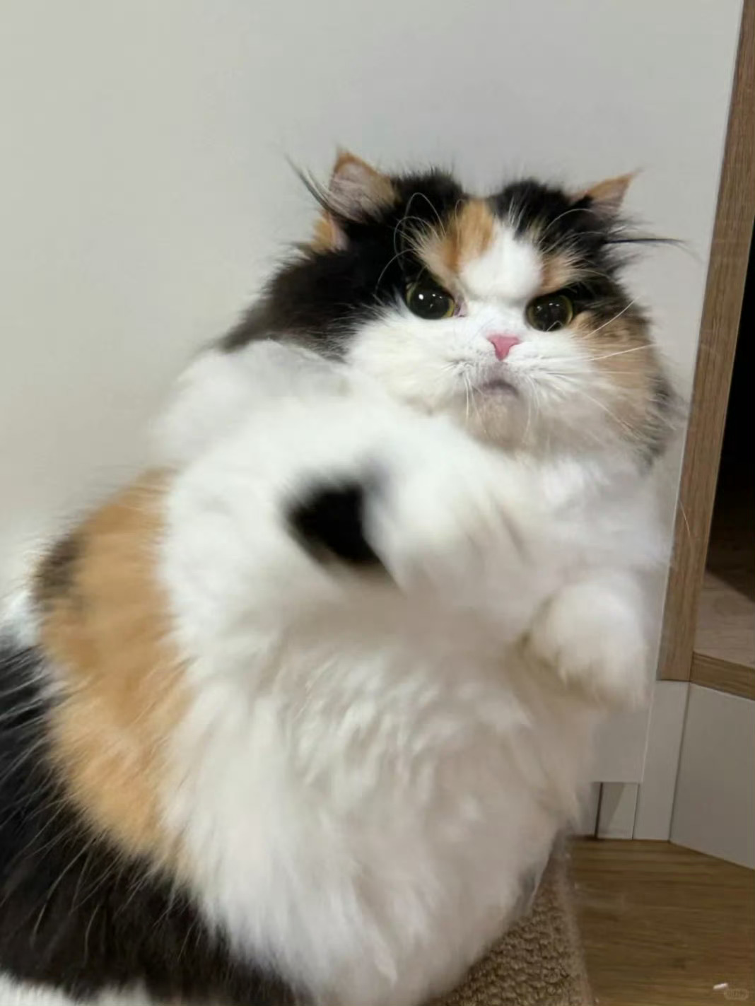 猫咪好像生气了🥹 