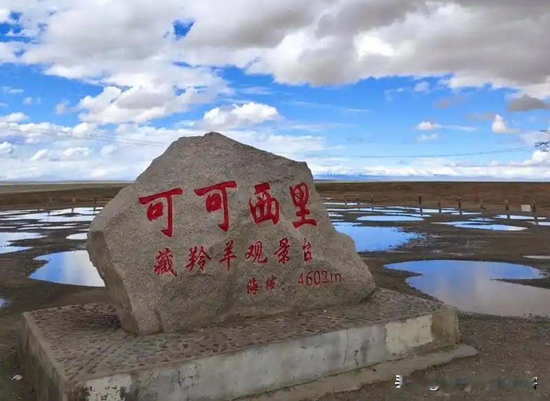 我强烈推荐，
大家都去看《生命树》，
不是因为杨紫是主演，也不是因为胡歌，而是因