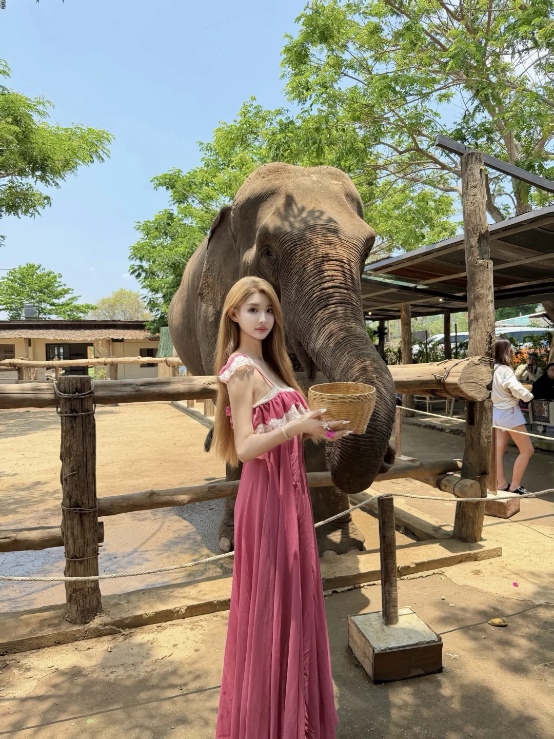 🇹🇭清迈大象🐘☕️