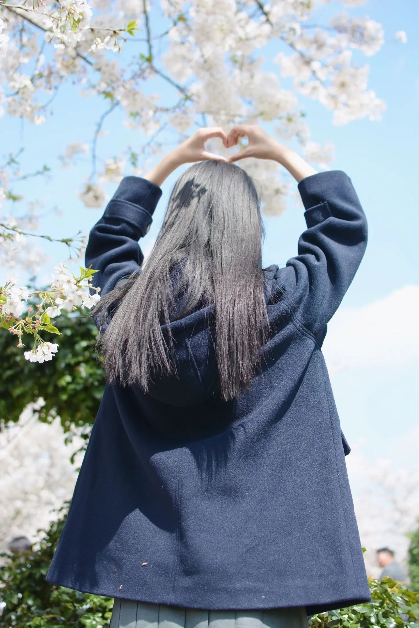 花季少女与春日白樱