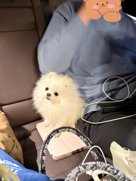 汽车后座的毛球儿