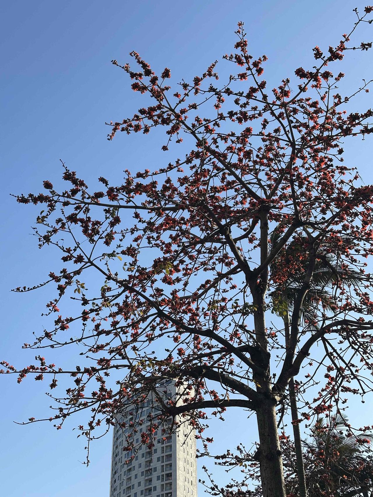 风掠过枝头，落红像一簇簇小火炬，坠在青石板路上，把整条老街都染得滚烫。
老榕树下