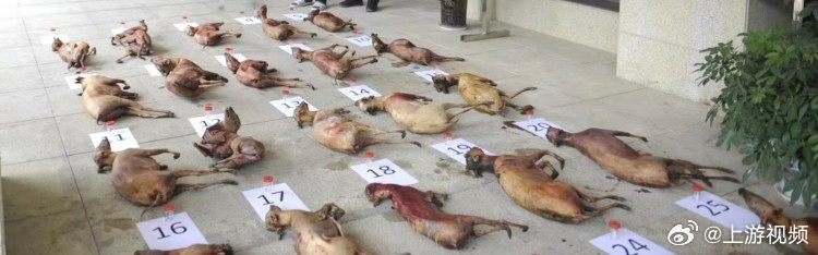 #重庆警方查获野生麂子死体27只#【重庆奉节警方捣毁一非法捕猎野生动物团伙 查获