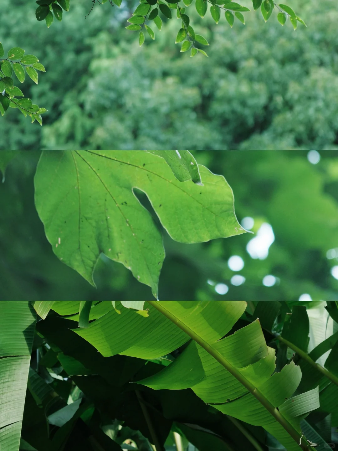 嘉兴植物园｜最适合逛公园的季节又要来了