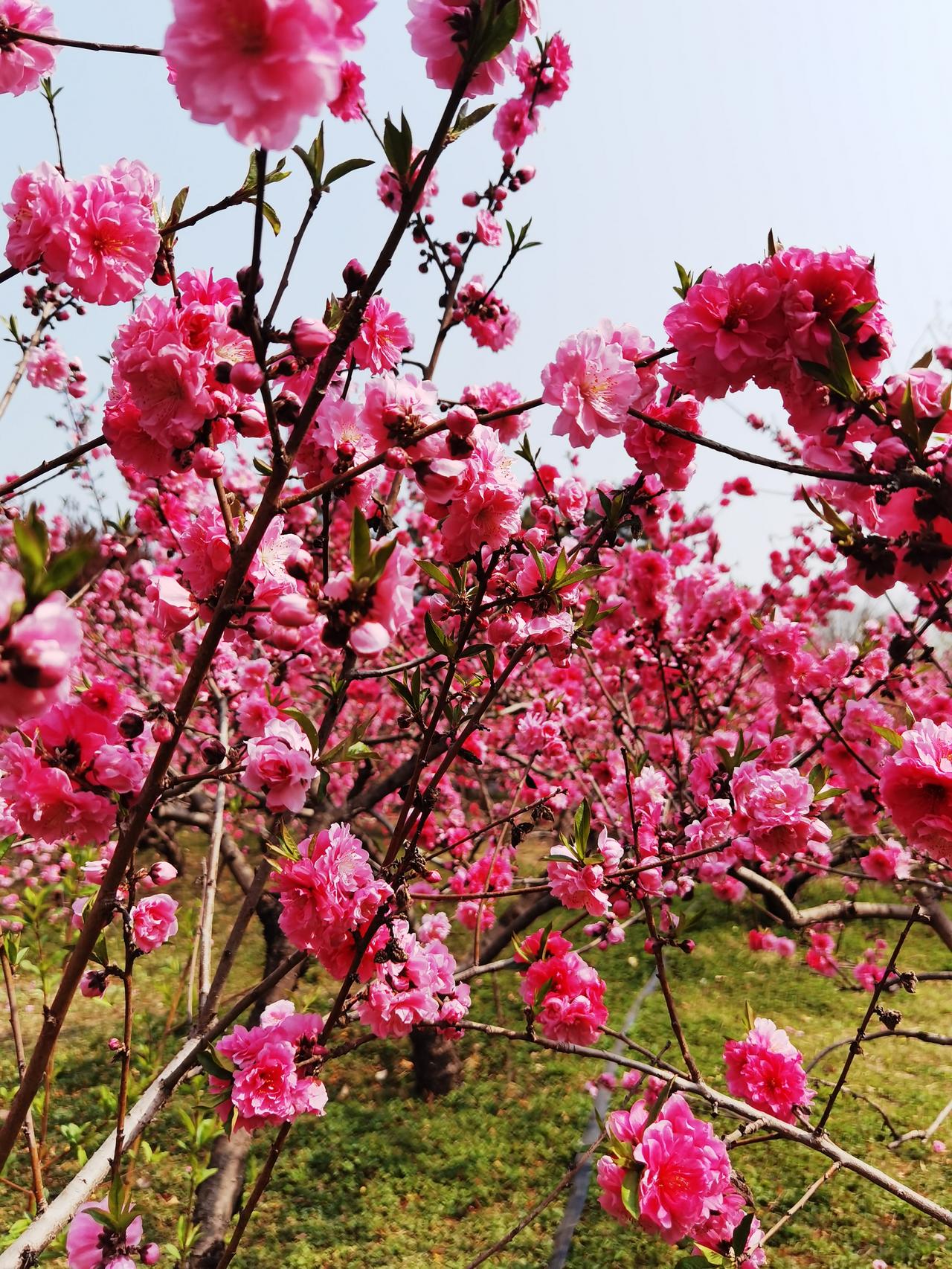 春天有数不清的花争相开放，同样的桃树，不同品种花期也不一样， 吸引人们来拍照留念