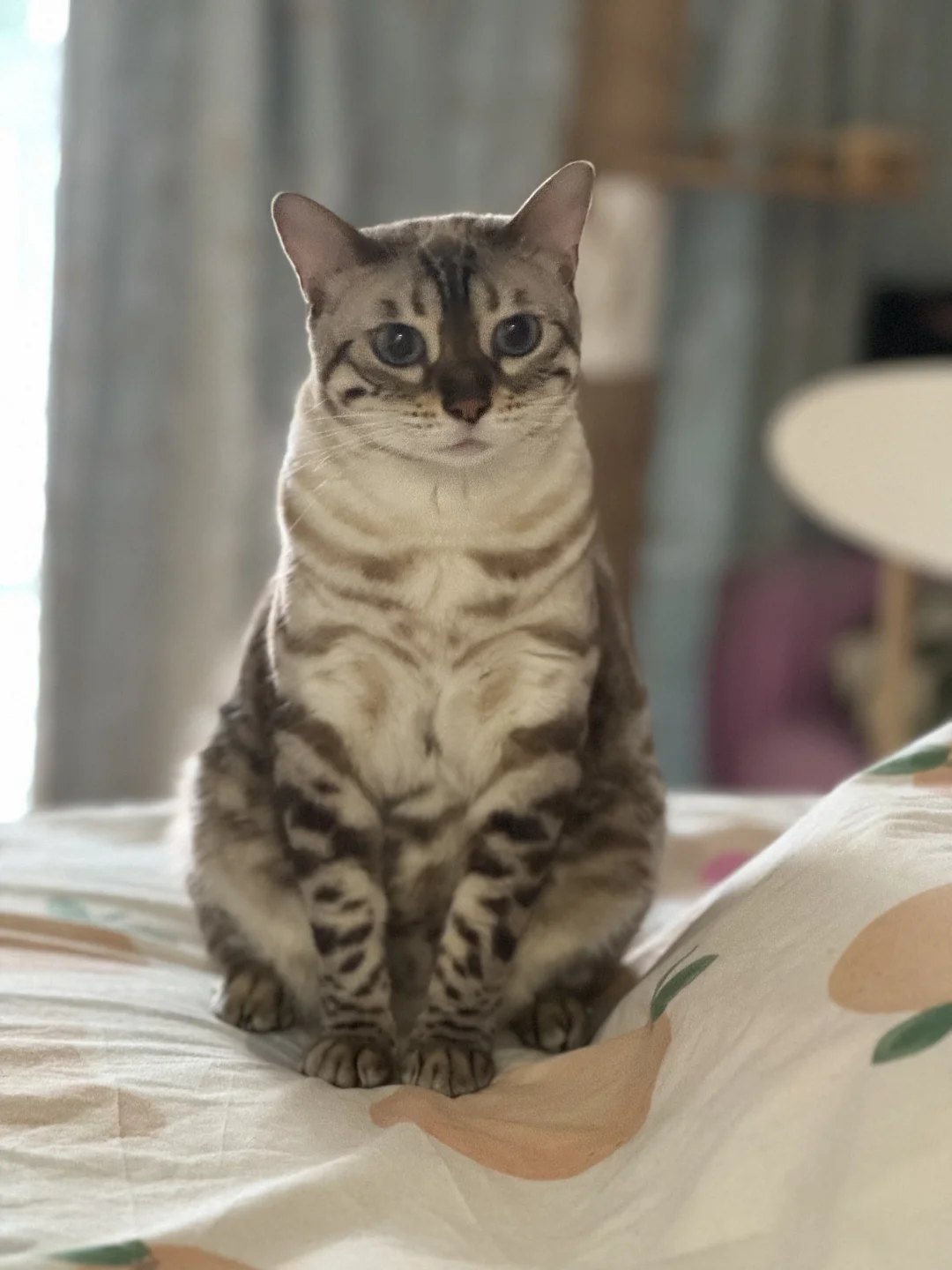 发一点刚睡醒小猫咪的日常
