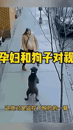 一孕妇行走在大街上，一只比特犬猛地扑了上来，孕妇站着不动，十分冷静，同时用手轻轻