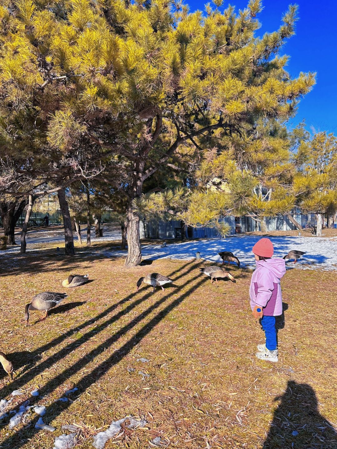 北京不花钱的快乐‼️这个公园免费动物还很多