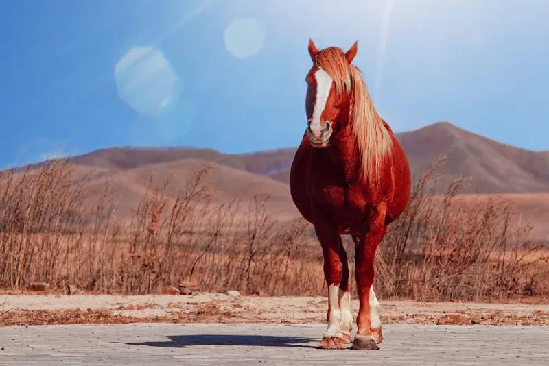 上联：赤马追风，踏碎残霞燃旷野；
下联：青龙昂首，掀开晓雾跃长空。