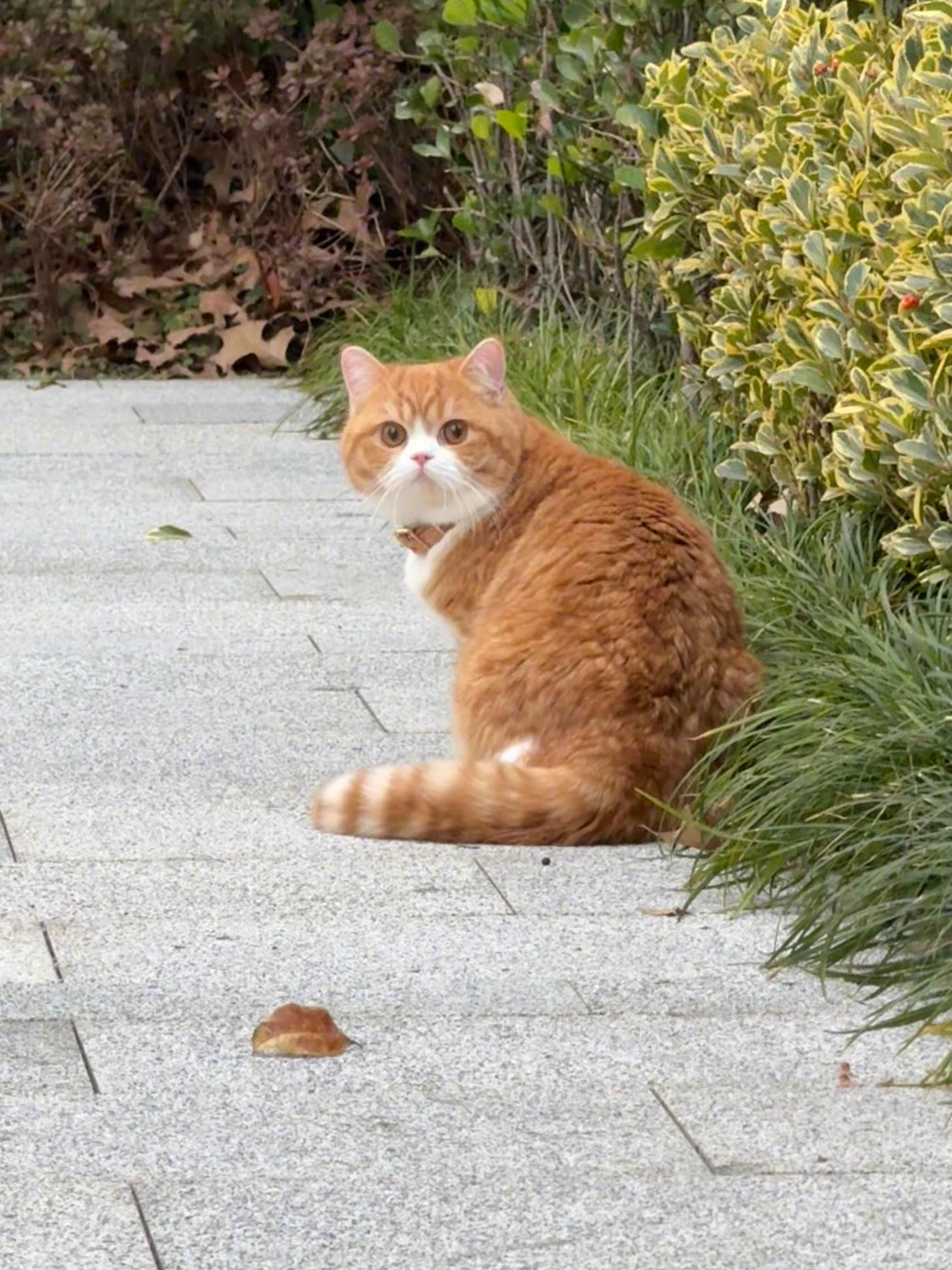 小猫交换猫名片很多人养猫，希望猫乖、粘人、不拆家、随叫随到。但说实话，猫的天性就