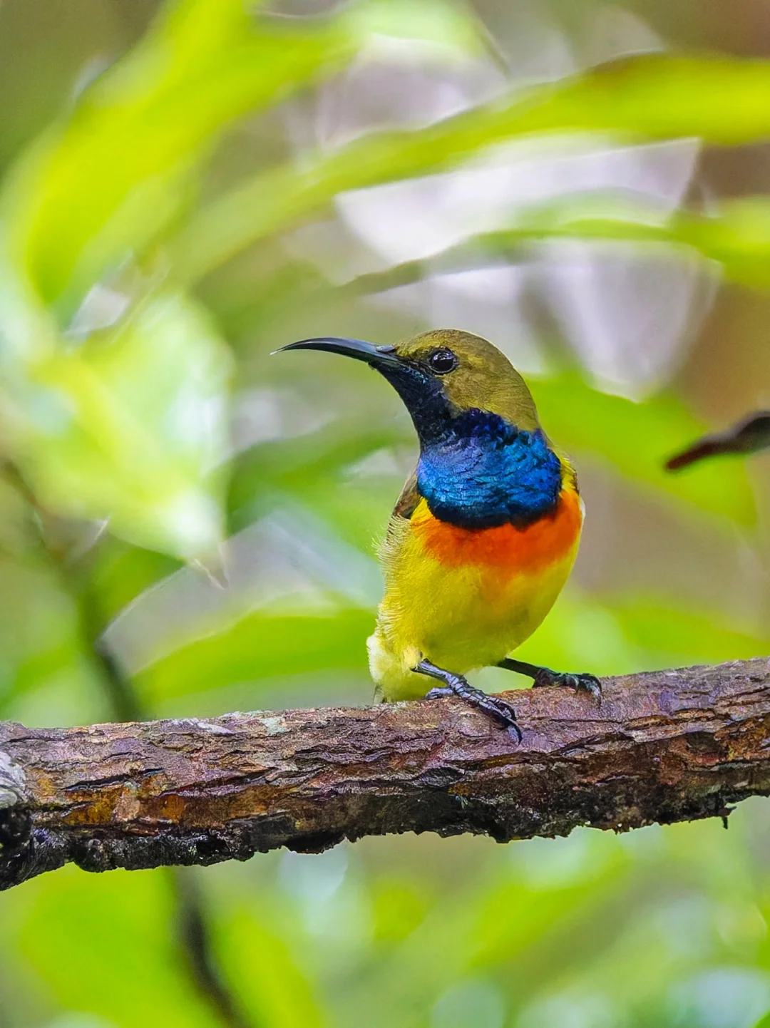 胸口戴着华丽翻领的巴拉望花蜜鸟