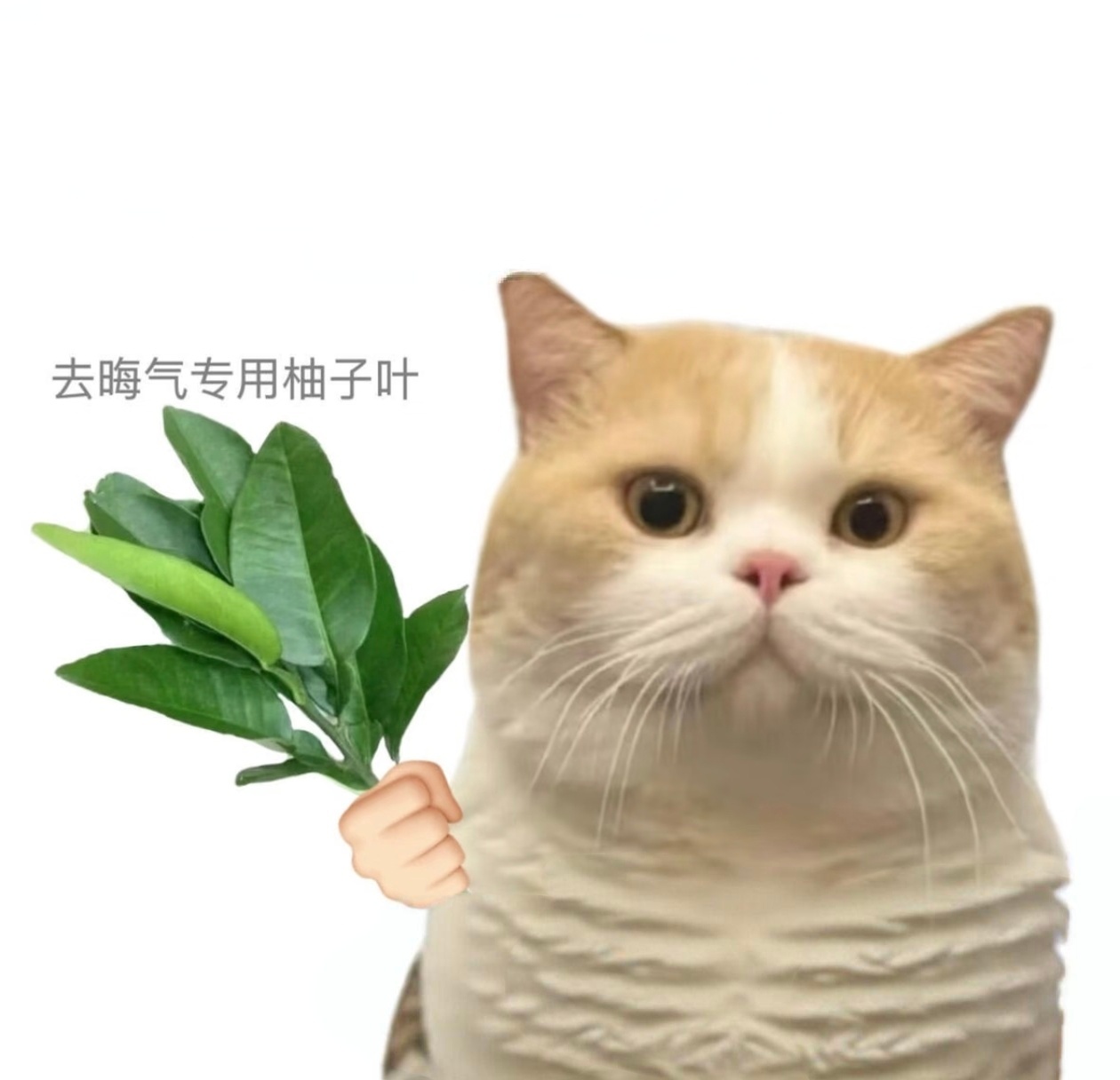 站姐团建 我愿称之为——站姐暗属大揭秘，代拍同源连连看借机碰瓷声声吵，趁势混战事