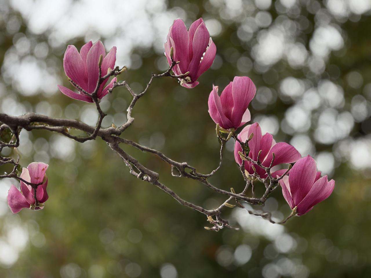 分享玉兰花的唯美图片这是今年拍的最好一张。花开正好，紫气东来，这株紫玉兰美得端庄