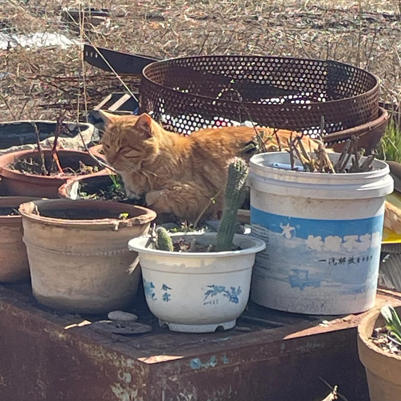 看这猫孩子是几个意思
下完雨花盆里的泥土都还很潮湿，花盆里还有前不久剪掉的花枝，