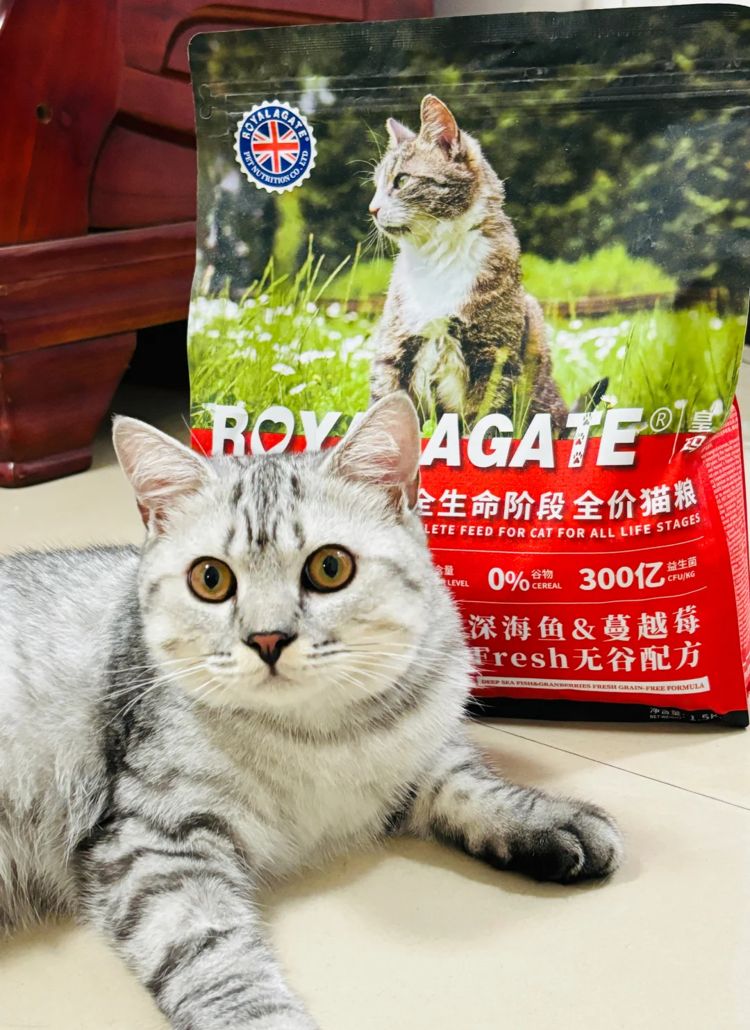 天命养猫人快来集合！！！