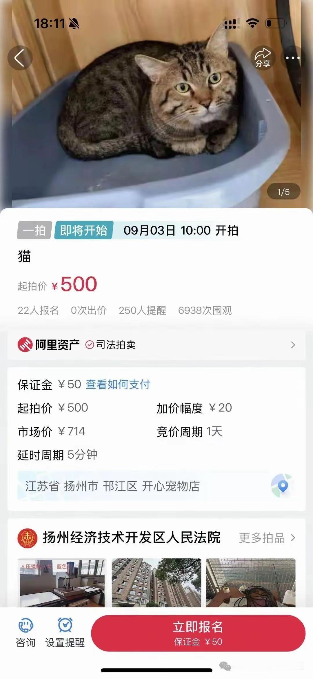 主人欠钱 ，3 岁狸花猫被法拍！目前已经有507人报名竞拍，4千多人设置提醒，超
