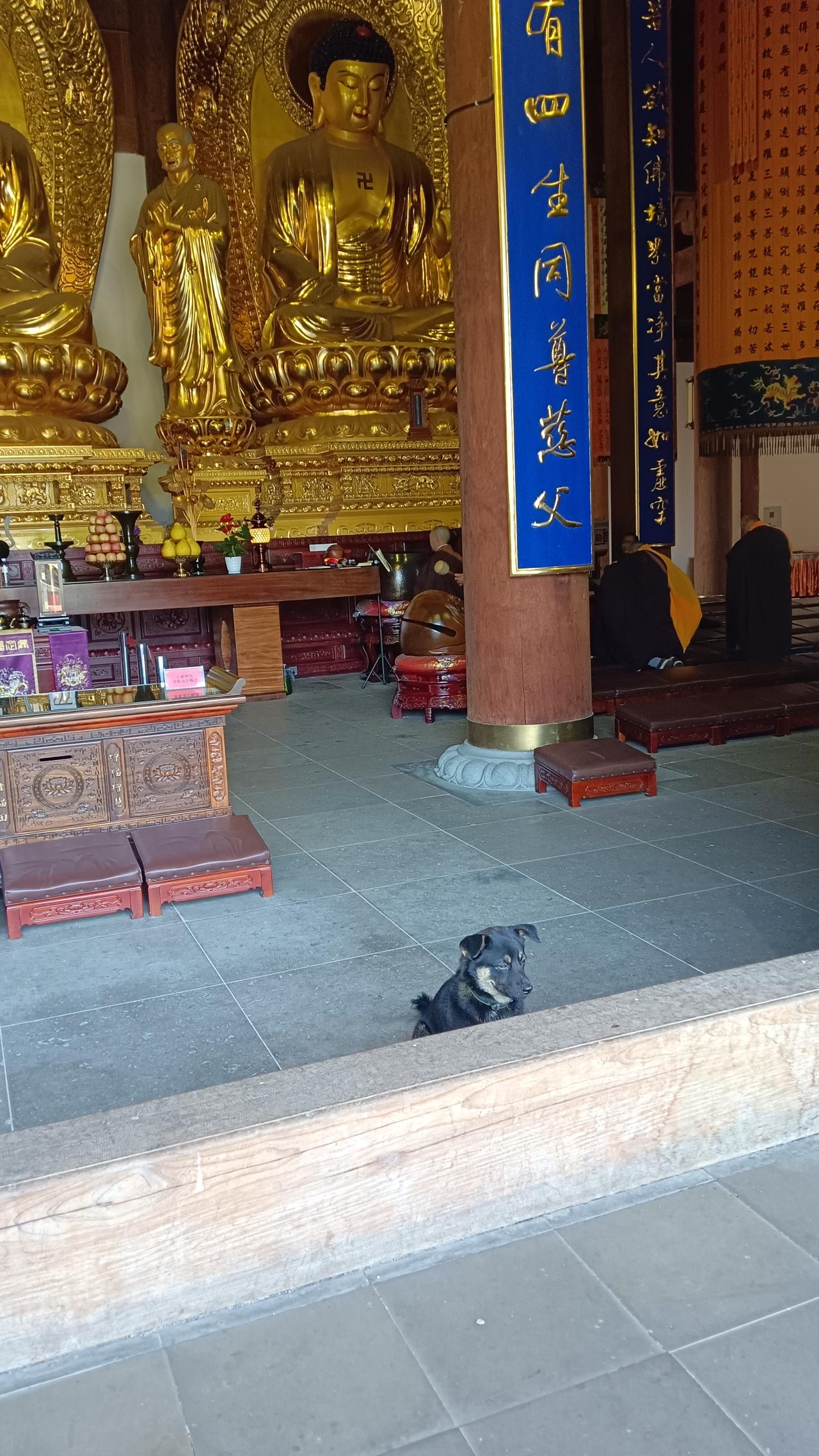 谁带的小狗，不牵绳，走进了佛家境地。必竟是个庄严肃穆的地方。