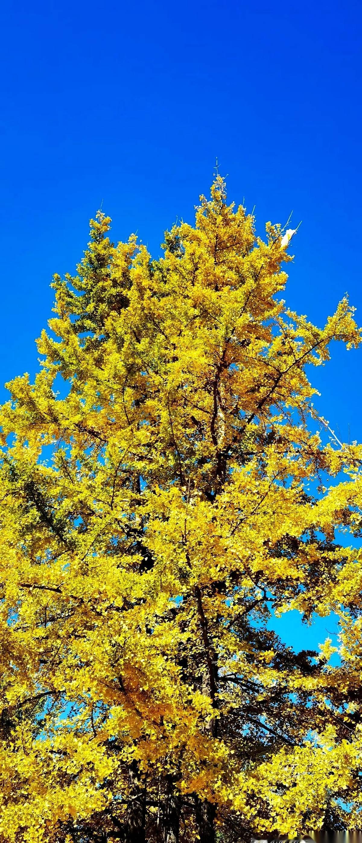 满屏的红。
我知道，今天上午，肯定很多人心跳都漏了一拍，多巴胺上头了。
可我呢？