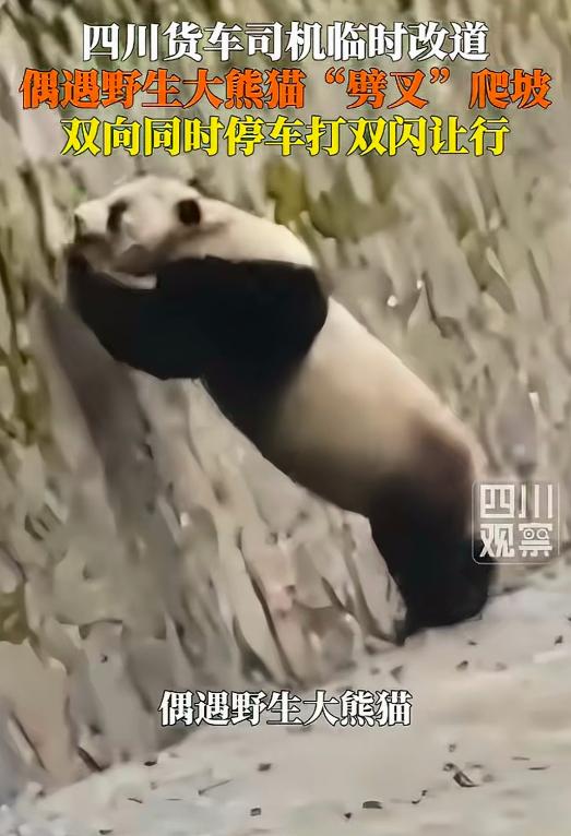 太幸运了！6月23日，四川平武，货车司机袁先生原本走高速，临时决定换条道，结果开